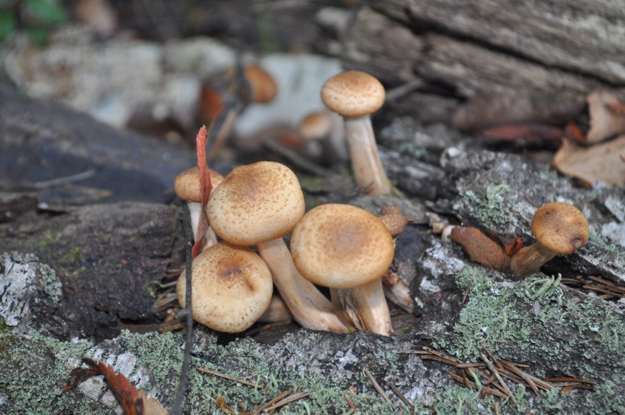 Опята Краснодарского края