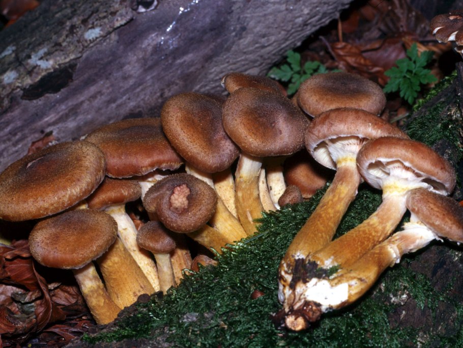 Медовые грибы armillaria mellea
