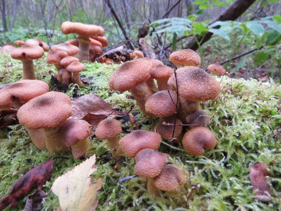 Грибы Успенские опята