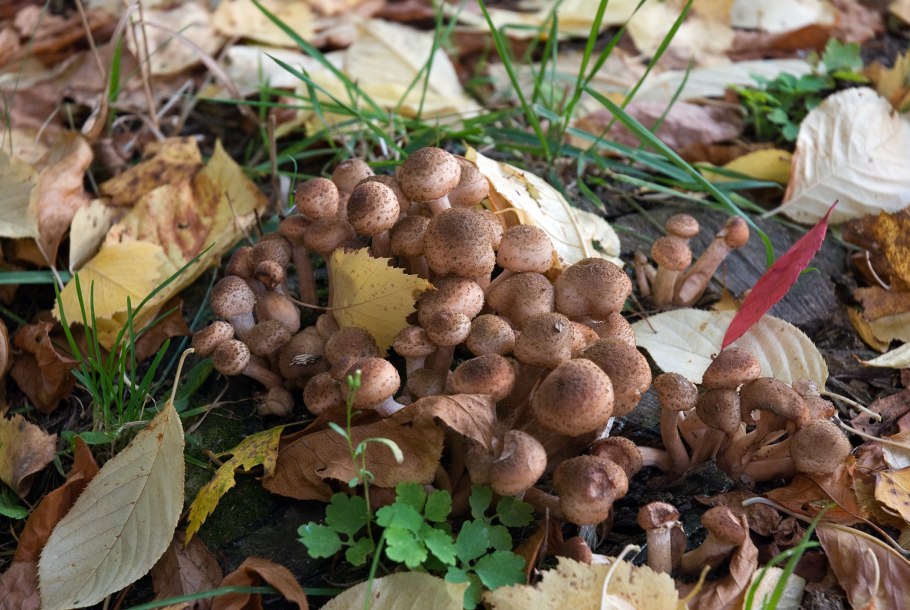 Чешуйчатка Ольховая съедобная