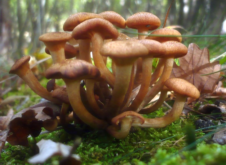 Армиллярия – опята темные