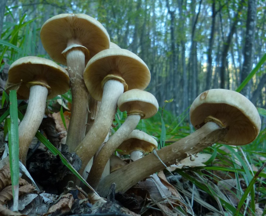 Опенок чеканный