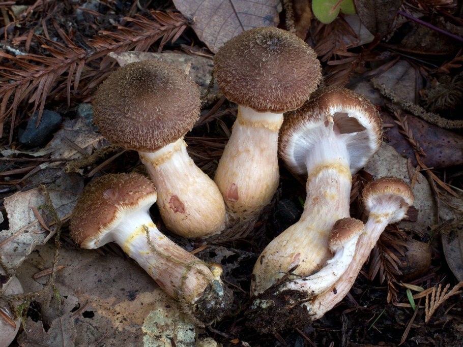 Опенок горчичный Armillaria sinapina
