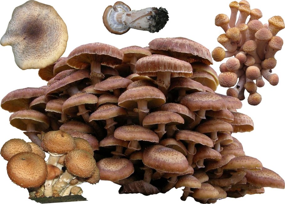 Опенок осенний Северный