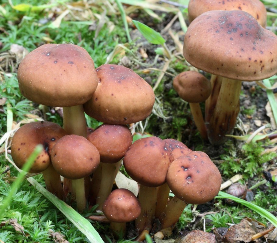 Коллибия веретеноногая Collybia fusipes