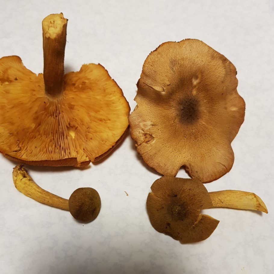 Как определить гриб по фото онлайн