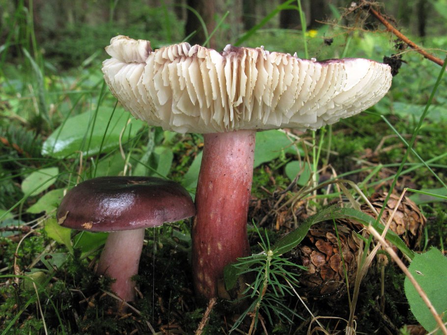 Сыроежка едкая жгучеедкая