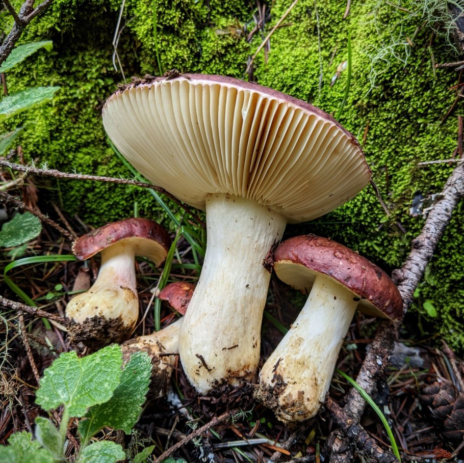 Сыроежка краснеющая ложная