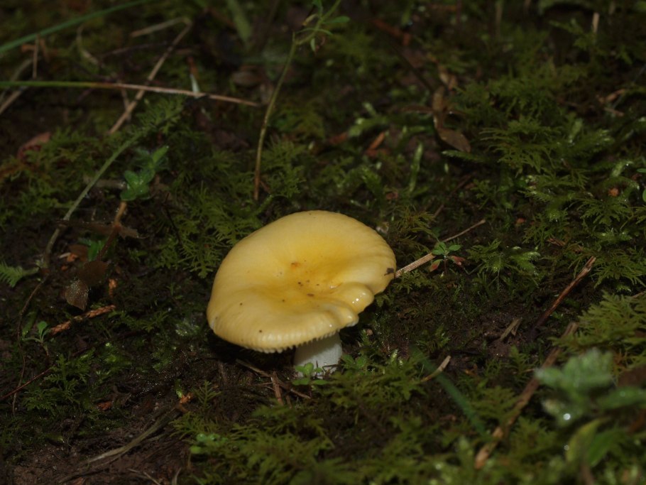 Сыроежка Берёзовая