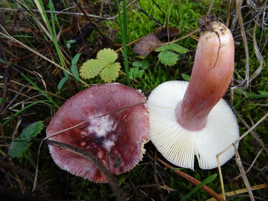 Сыроежка остроедкая