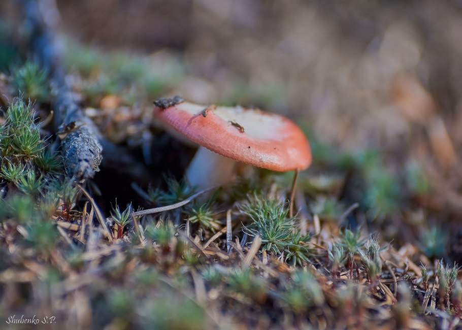 Сыроежка выцветающая (Russula exalbicans)