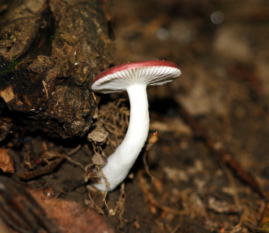 Базидиомикота сыроежка