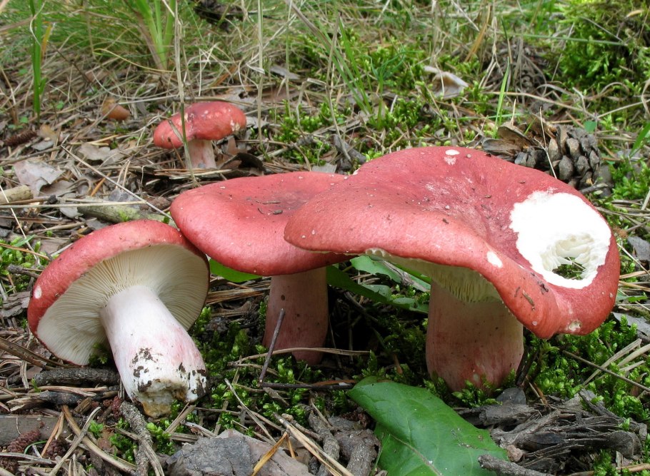 Сыроежка кроваво-красная (Russula sanguinea)