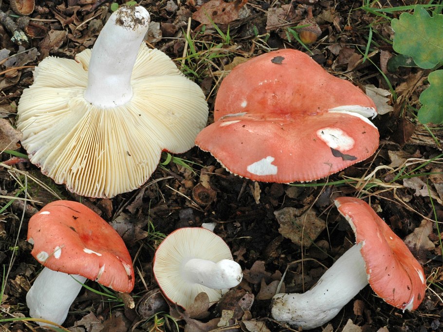 Сыроежка розовая Russula rosea