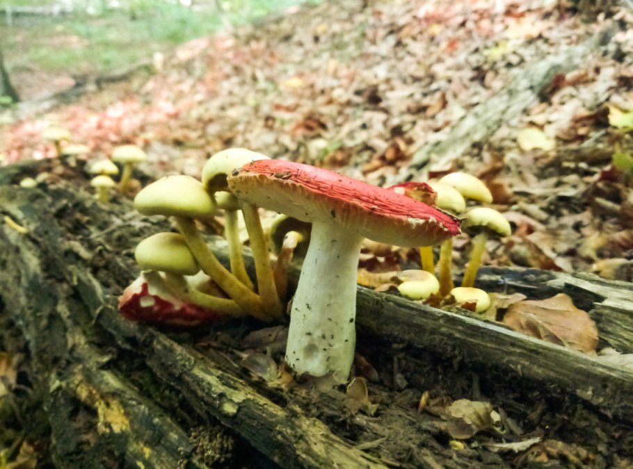 Сыроежка Гороховик