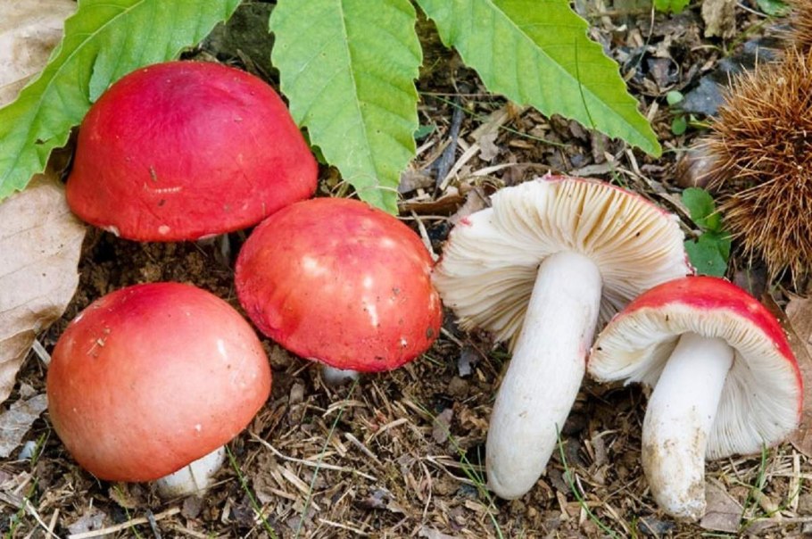Russula vesca – сыроежка пищевая