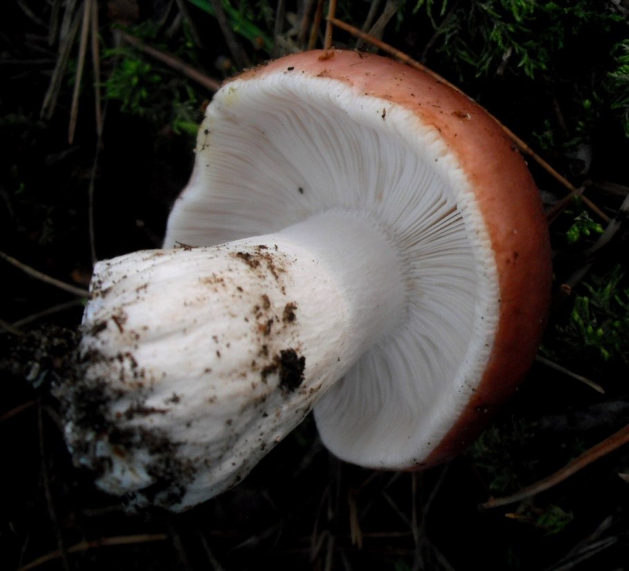 Сыроежка цельная