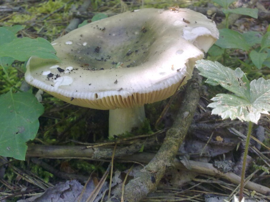 Березовая сыроежка ядовитая