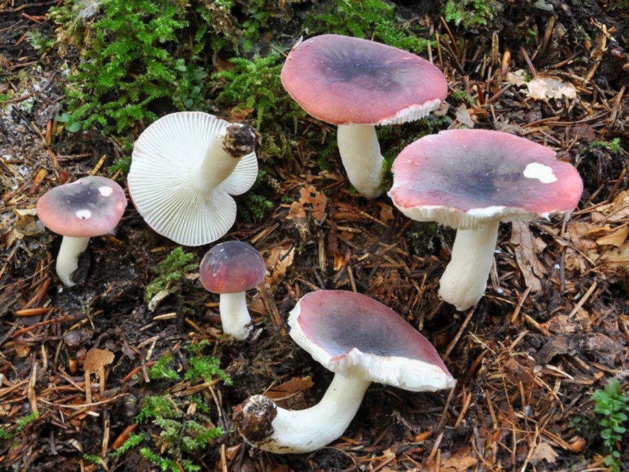 Сыроежка сардониксовая Russula Sardonia