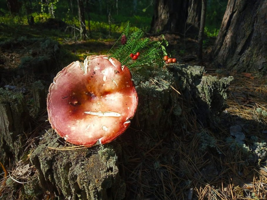 Сыроежка ломкая гриб