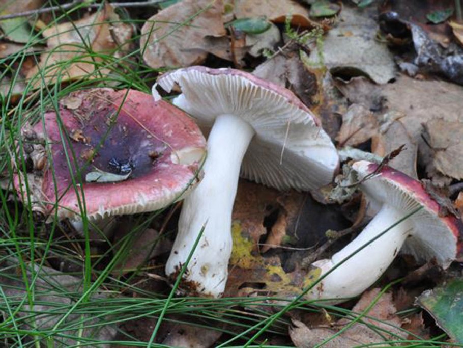 Сыроежка Аметистовая