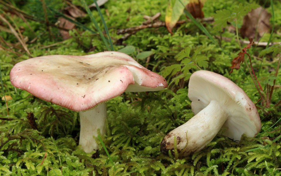 Сыроежка остроедкая Russula Sardonia