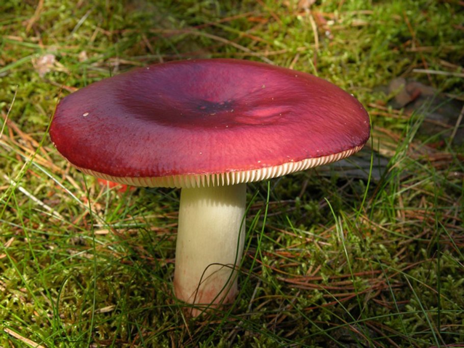 Сыроежка остроедкая (Rússula Sardónia)