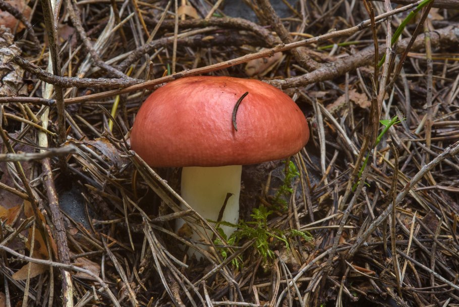 Съедобный гриб Болотная сыроежка