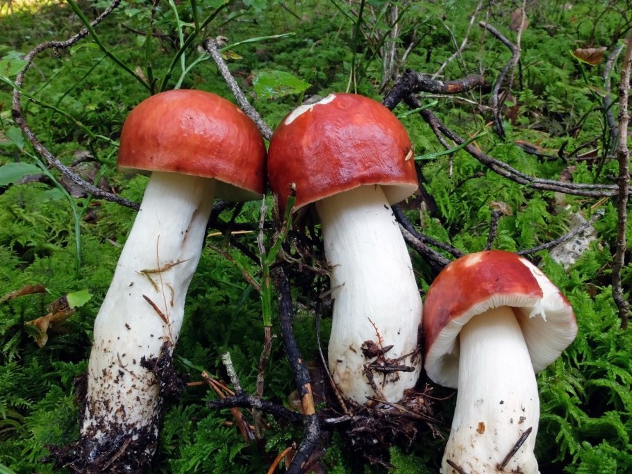 Грибы в Пензенской области