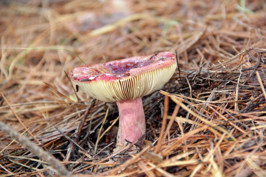 Сыроежка цельная