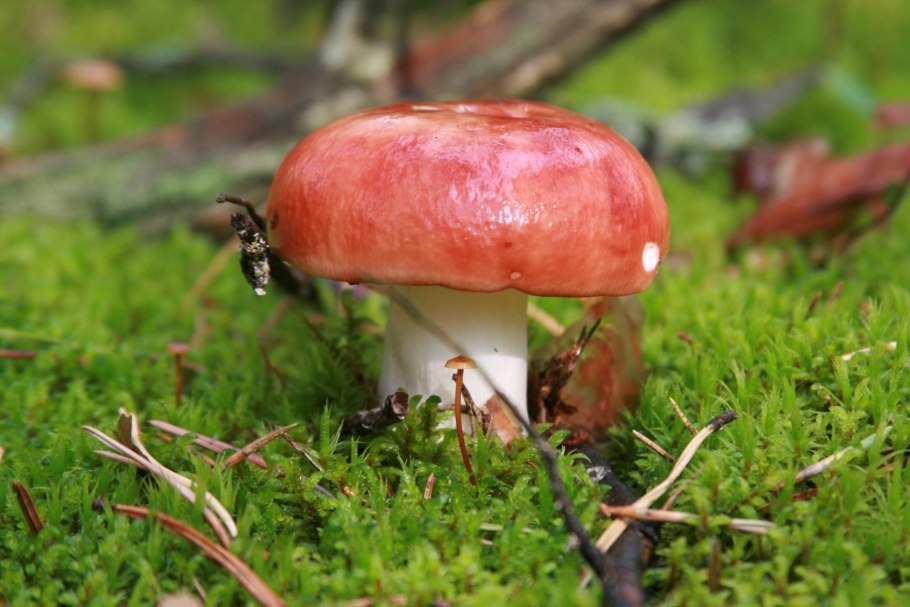 Сыроежка остроедкая russula3