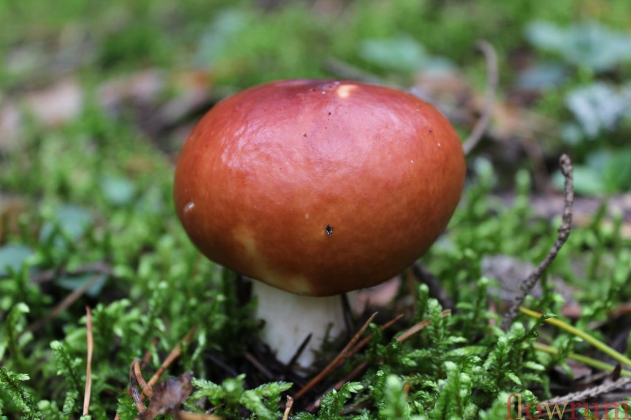 Сыроежка красивая