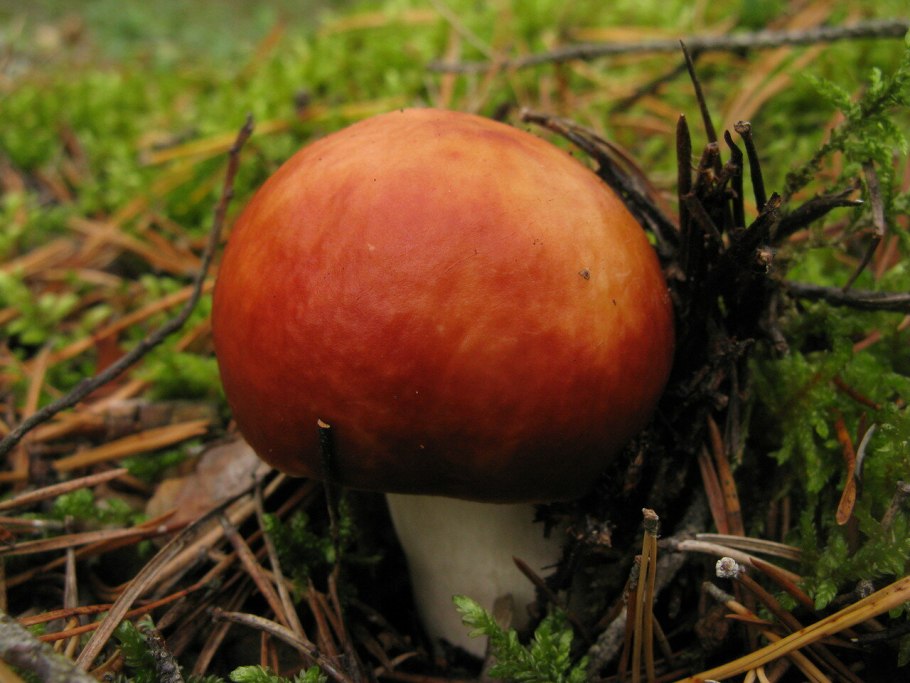 Гриб сыроежка Болотная