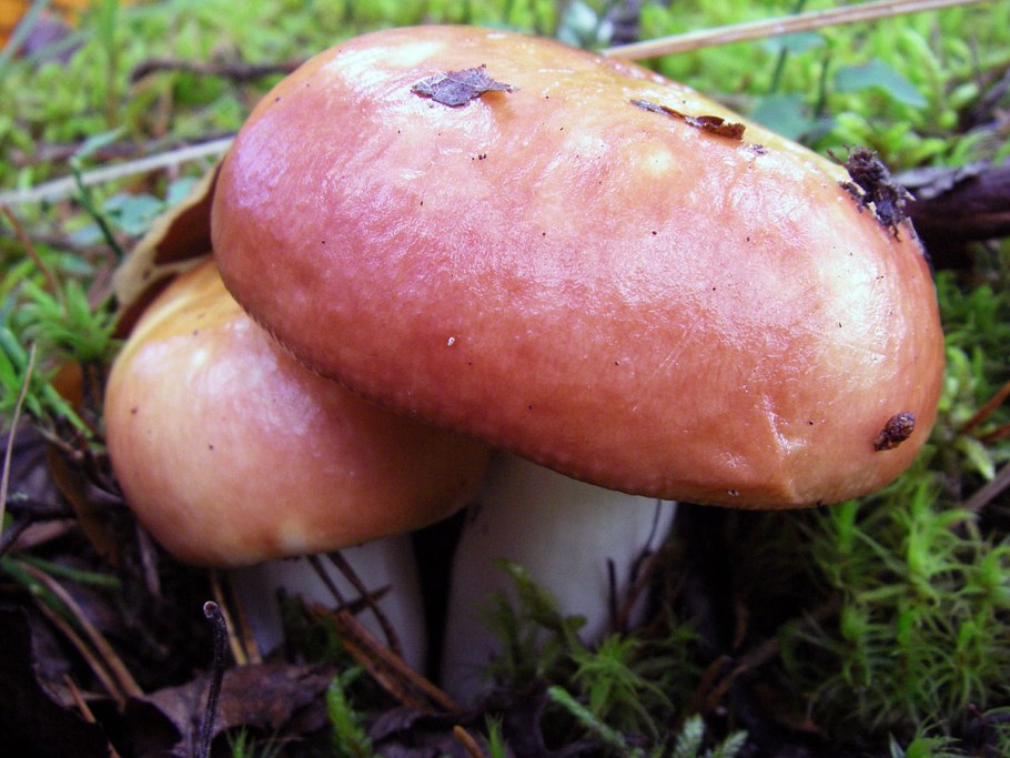 Сыроежка Болотная Russula paludosa