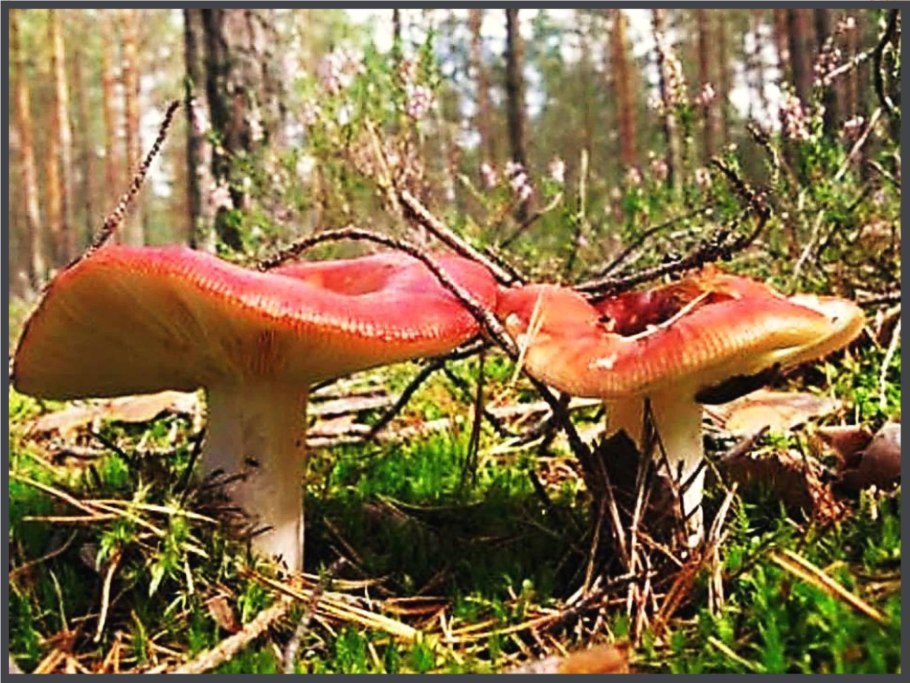 Сыроежка Гороховик