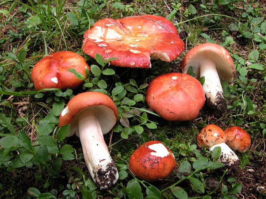 Сыроежка Болотная Russula paludosa