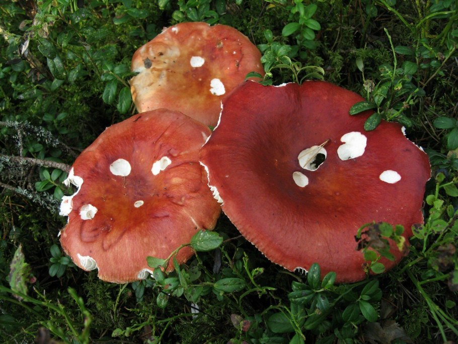 Сыроежка Болотная Russula paludosa