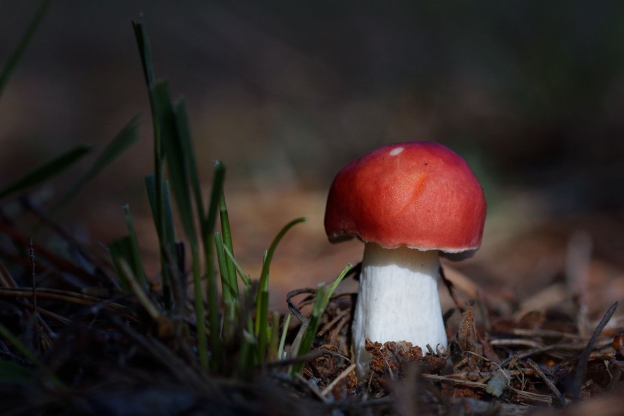 Сыроежка Болотная Russula paludosa