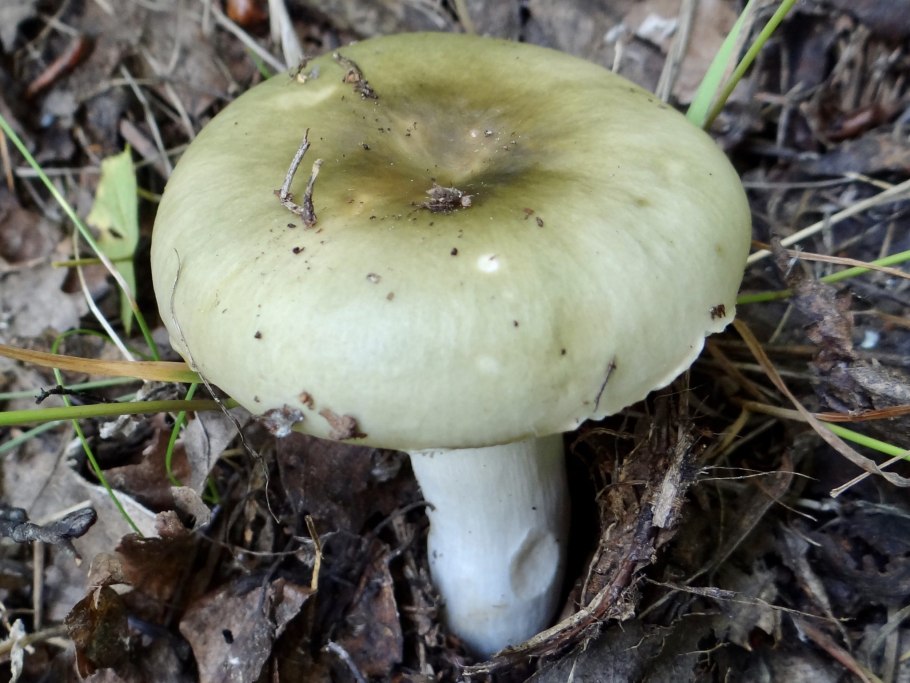 Сыроежка жгучеедкая