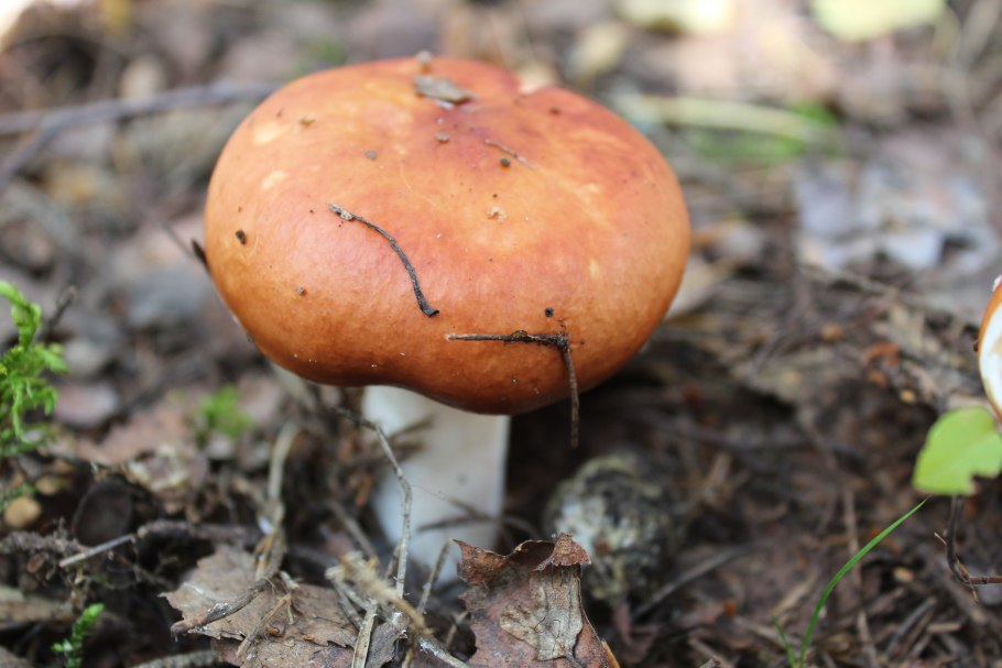 Сыроежка розовая Russula rosea
