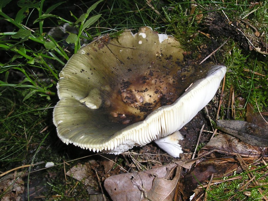 Гименофор сыроежки