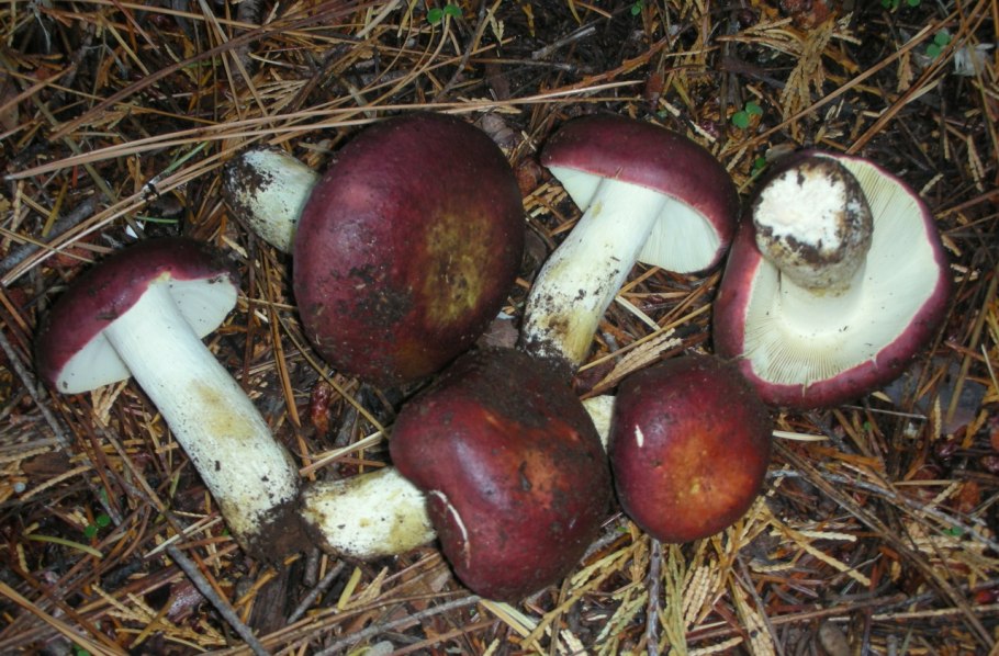 Russula xerampelina