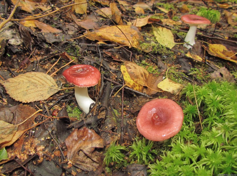 Сыроежка Болотная Russula paludosa