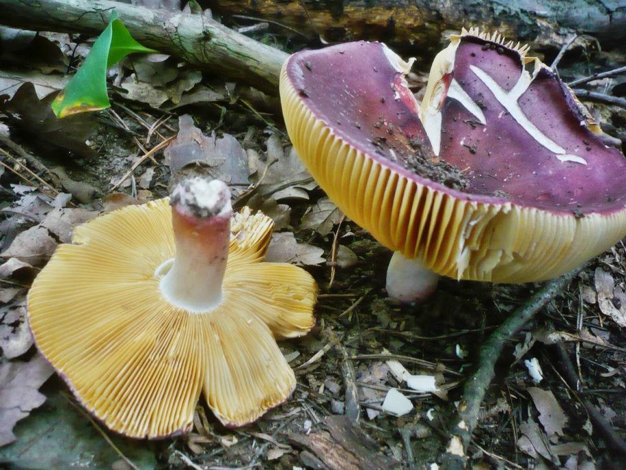 Russula alutacea