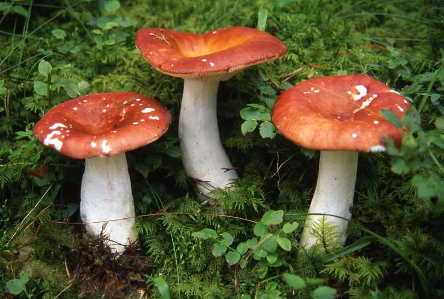 Сыроежка Гороховик