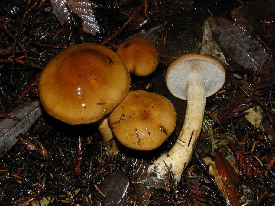 Паутинник слизевой Cortinarius mucifluus