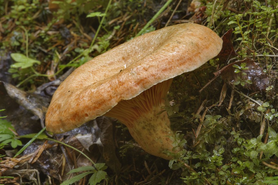 Рыжик Сосновый/Боровой (Lactarius deliciosus);