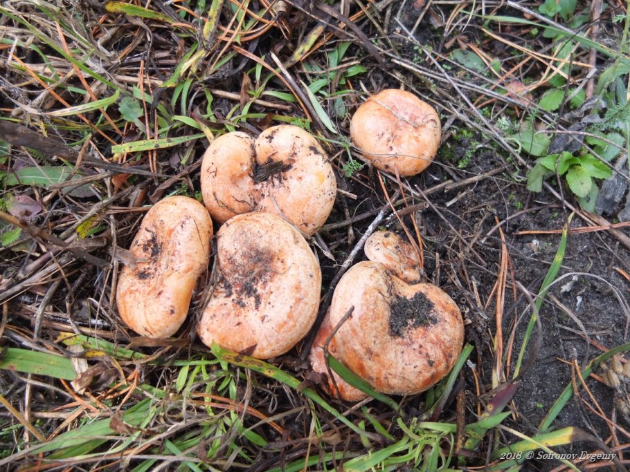 Масленок шампиньон Рыжик