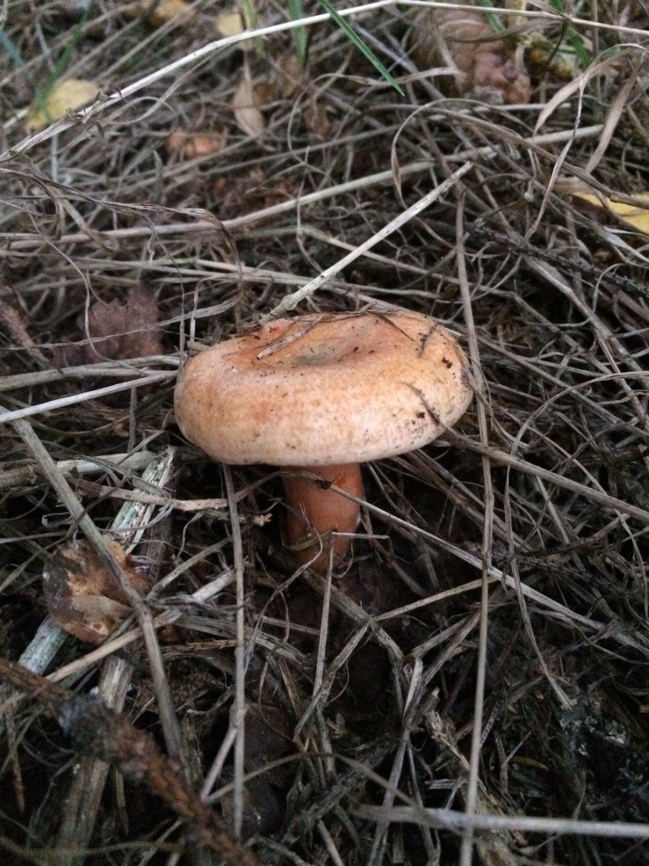 Рыжик Сосновый/Боровой (Lactarius deliciosus);