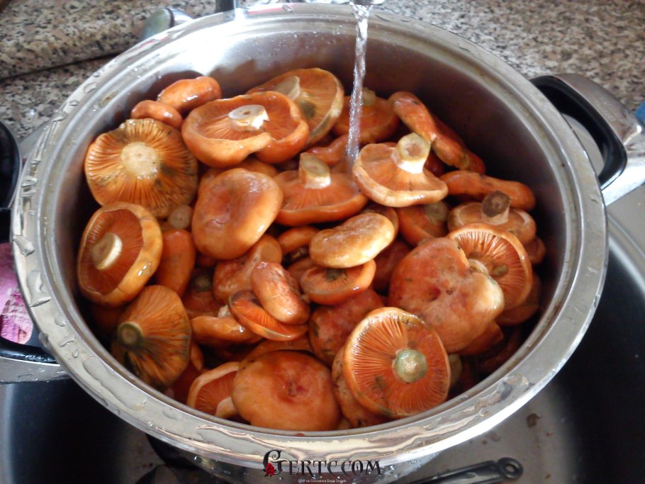 Грибы рыжики 2002